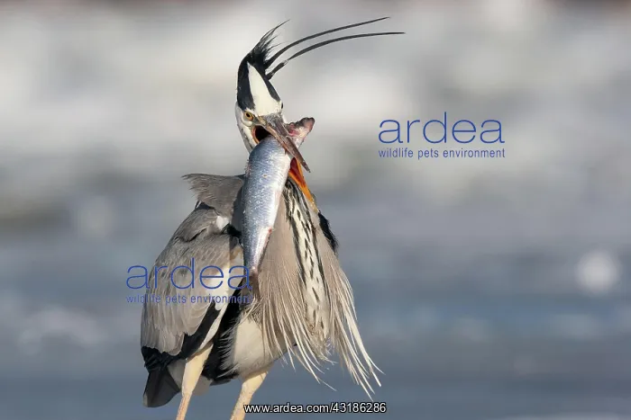 : Grey heron (Ardea cinerea) with too big fish, Winter : Grey heron (Ardea cinerea) with too big fish, Winter