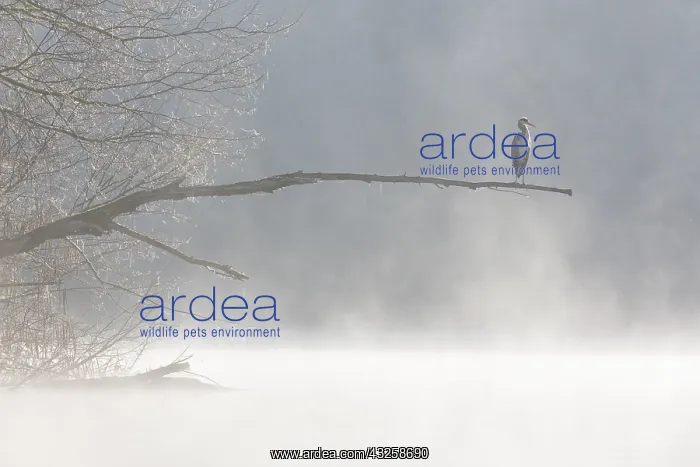 : Grey Heron (Ardea cinerea) on a branch, in the Lot : Grey Heron (Ardea cinerea) on a branch, in the Lot