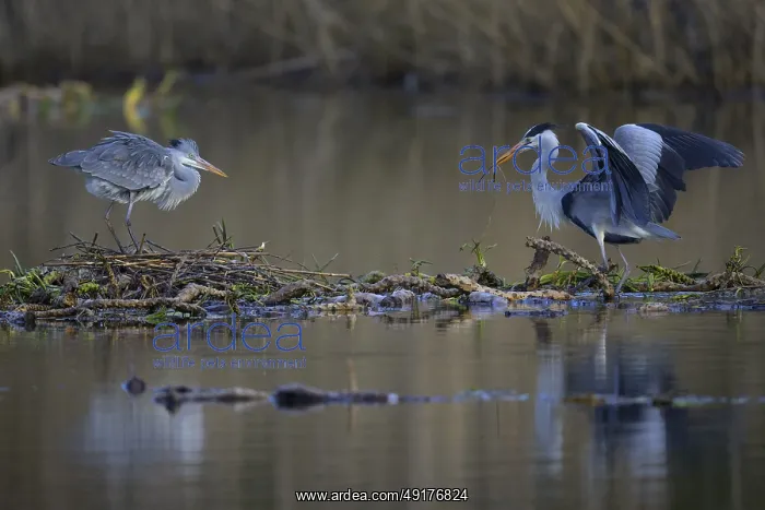 : Grey heron (Ardea cinerea), breeding pair building a nest on the floating roots of the water lily : Grey heron (Ardea cinerea), breeding pair building a nest on the floating roots of the water lily