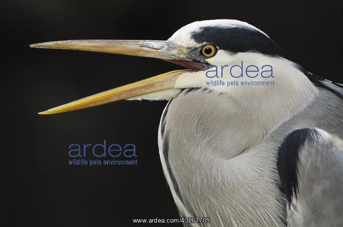 : Grey Heron (Ardea cinerea) calling, Artis Zoo : Grey Heron (Ardea cinerea) calling, Artis Zoo