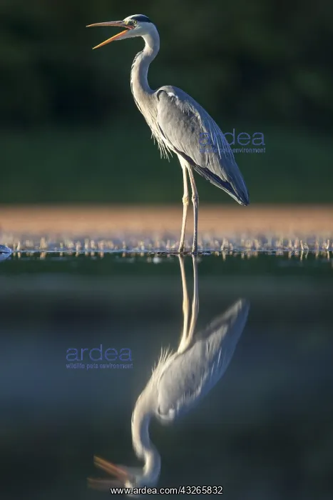 : Grey Heron (Ardea cinerea) calling on the edge : Grey Heron (Ardea cinerea) calling on the edge