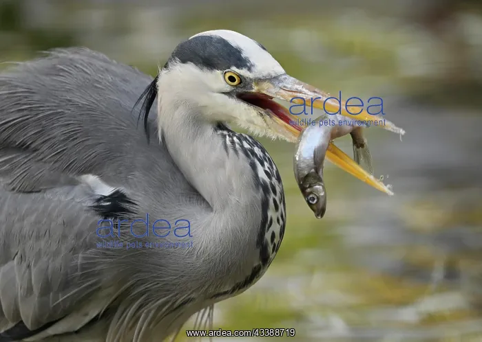 : Grey heron (Ardea cinerea), captured fish in beak : Grey heron (Ardea cinerea), captured fish in beak