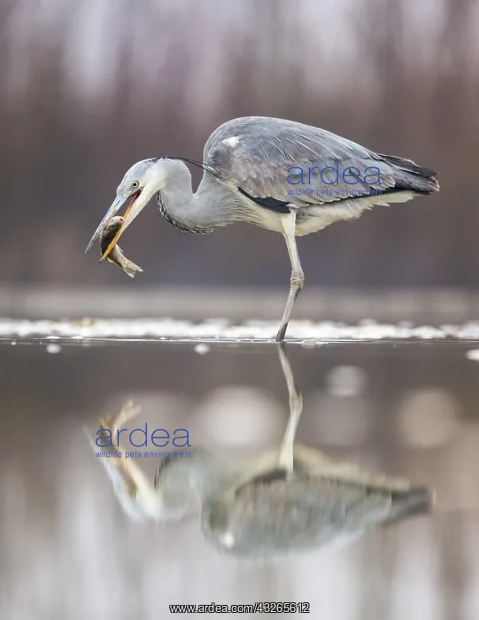  : Grey Heron (Ardea cinerea) catching a fish, Hu