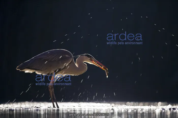 : Grey Heron (Ardea cinerea) catching a fish at n : Grey Heron (Ardea cinerea) catching a fish at n