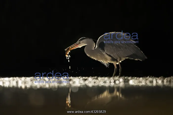 : Grey Heron (Ardea cinerea) catching a fish at n : Grey Heron (Ardea cinerea) catching a fish at n