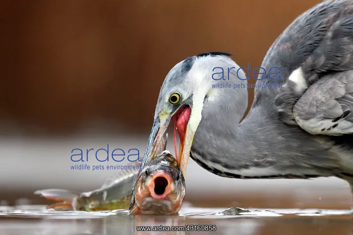 : Grey Heron (Ardea cinerea) have caught a Carp, Hungary : Grey Heron (Ardea cinerea) have caught a Carp, Hungary