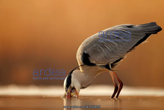 : Grey Heron (Ardea cinerea) have caught a fish, Hungary : Grey Heron (Ardea cinerea) have caught a fish, Hungary