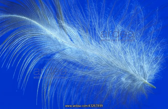 : Grey Heron (Ardea cinerea) feather, Europe, Eur : Grey Heron (Ardea cinerea) feather, Europe, Eur