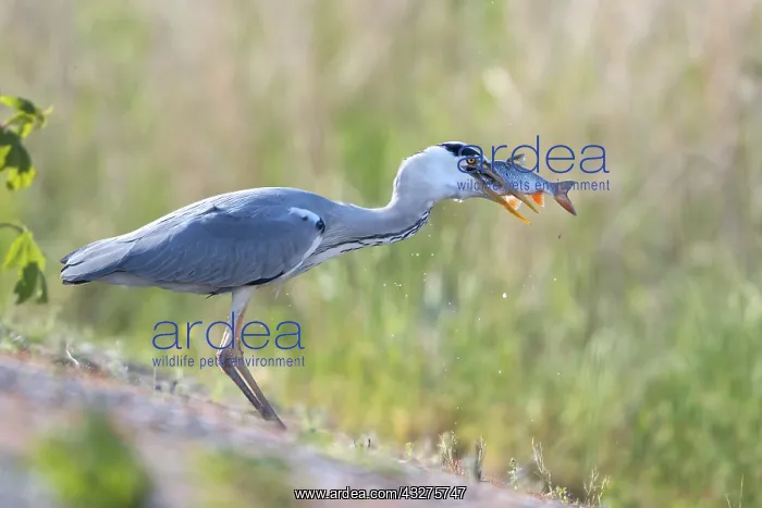 : Grey Heron (Ardea cinerea) with a fish in its b : Grey Heron (Ardea cinerea) with a fish in its b
