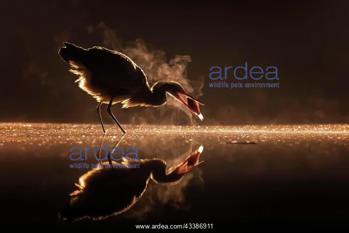 : Grey heron (Ardea cinerea) fishing in haze, graz : Grey heron (Ardea cinerea) fishing in haze, graz