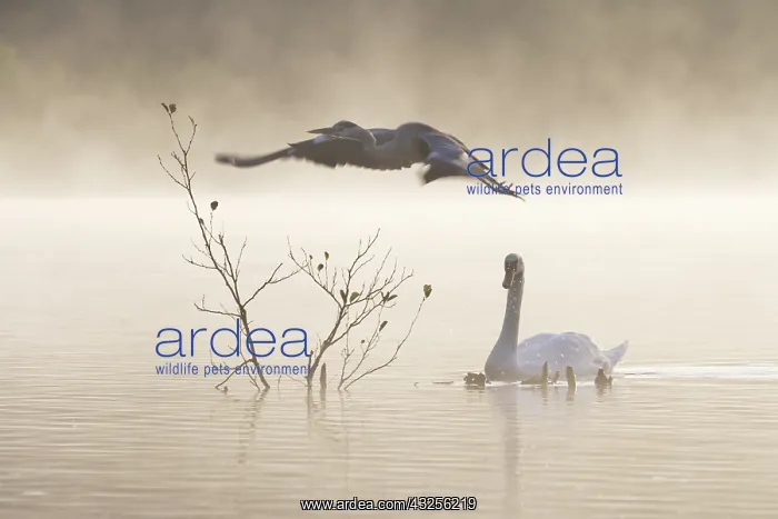 : Grey heron (Ardea cinerea) flies off from a per : Grey heron (Ardea cinerea) flies off from a per