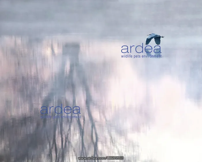 : Grey heron (Ardea cinerea), flying, in fog over : Grey heron (Ardea cinerea), flying, in fog over