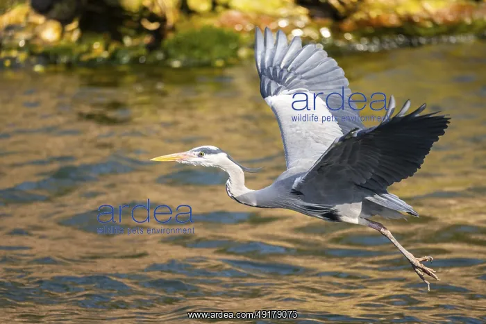 : Grey heron (Ardea cinerea) flying at the shore of a lake : Grey heron (Ardea cinerea) flying at the shore of a lake