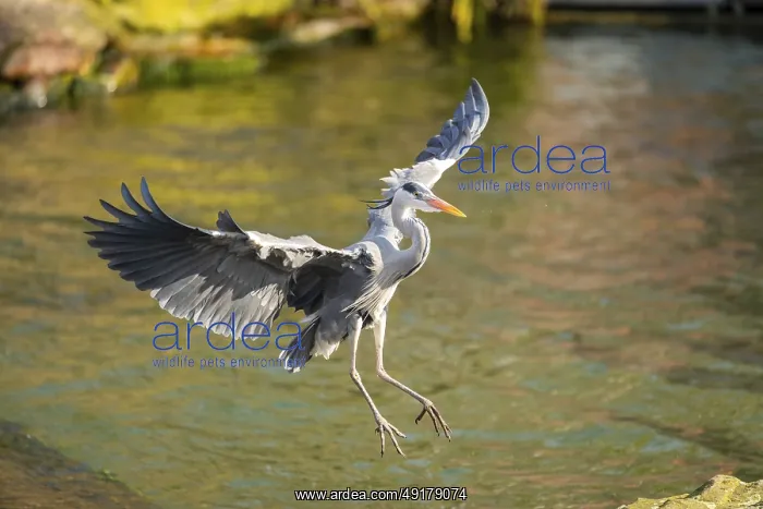 : Grey heron (Ardea cinerea) flying at the shore of a lake : Grey heron (Ardea cinerea) flying at the shore of a lake