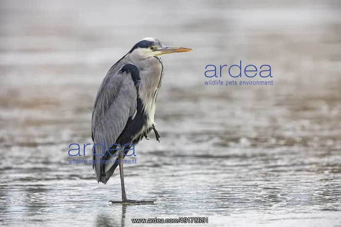: Grey heron (Ardea cinerea) Germany : Grey heron (Ardea cinerea) Germany