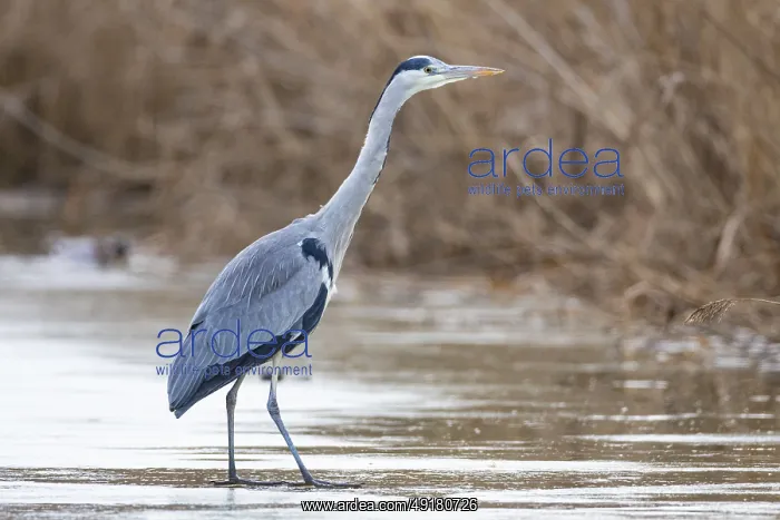 : Grey heron (Ardea cinerea) Germany : Grey heron (Ardea cinerea) Germany