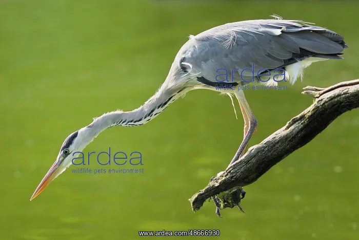 : Grey heron (Ardea cinerea), Germany, Europe : Grey heron (Ardea cinerea), Germany, Europe