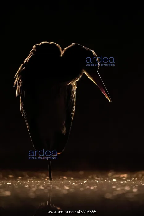 : Grey heron (Ardea cinerea) Grazing light, backlight : Grey heron (Ardea cinerea) Grazing light, backlight