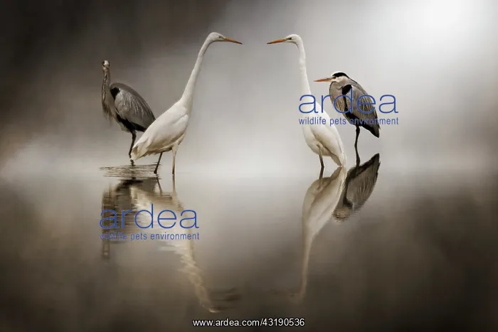 : Two Grey Heron (Ardea cinerea) and two Great Egret : Two Grey Heron (Ardea cinerea) and two Great Egret