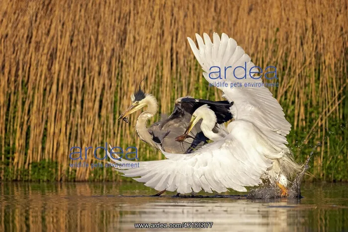 : Grey heron (Ardea cinerea) and Great egret (Casmerodius : Grey heron (Ardea cinerea) and Great egret (Casmerodius