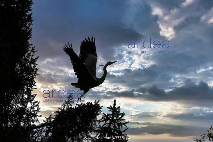 : Grey heron (Ardea cinerea), grey heron in tree : Grey heron (Ardea cinerea), grey heron in tree