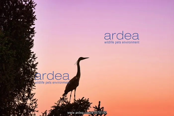 : Grey heron (Ardea cinerea), grey heron in tree : Grey heron (Ardea cinerea), grey heron in tree