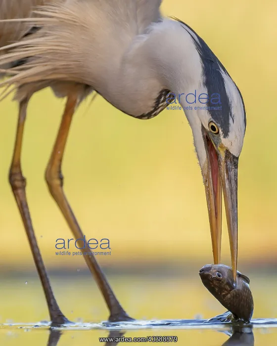 : Grey heron (Ardea cinerea), also heron, hunting : Grey heron (Ardea cinerea), also heron, hunting