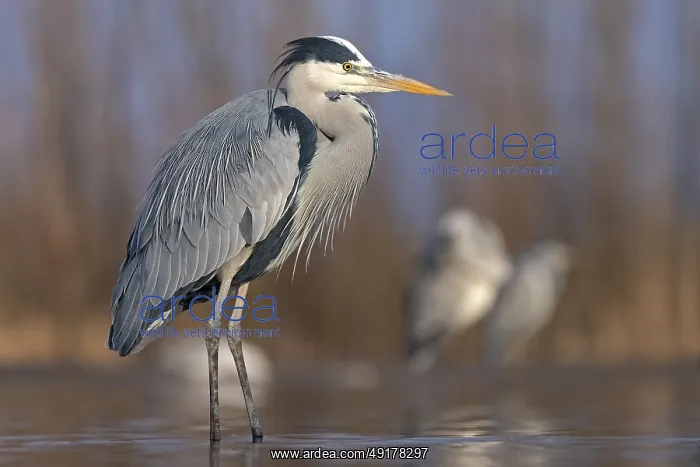 : Grey Heron (Ardea cinerea), Hungary : Grey Heron (Ardea cinerea), Hungary