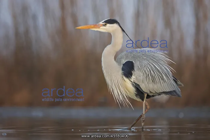  : Grey heron (Ardea cinerea) hunting