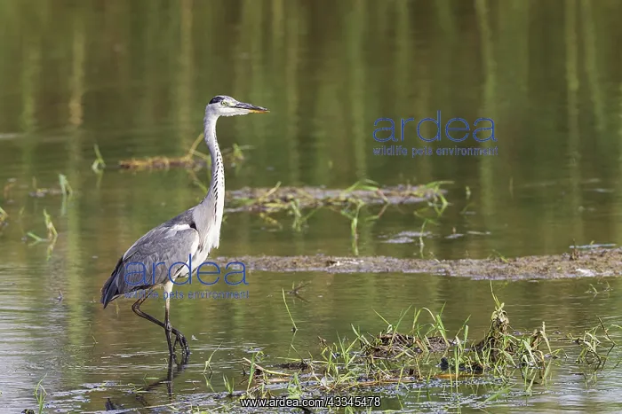 : Grey Heron (Ardea cinerea). Hunting in a lagoon : Grey Heron (Ardea cinerea). Hunting in a lagoon