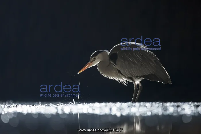 : Grey Heron (Ardea cinerea) hunting at night, Hu : Grey Heron (Ardea cinerea) hunting at night, Hu
