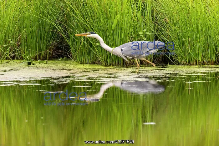 : Grey heron (Ardea cinerea), hunting in the water : Grey heron (Ardea cinerea), hunting in the water