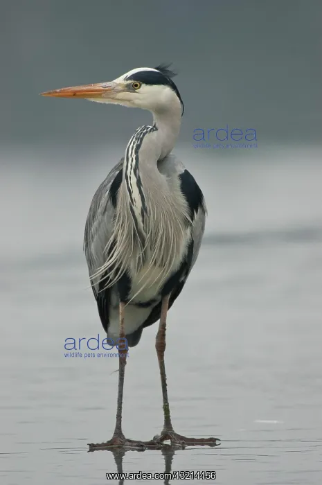 : Grey heron (Ardea cinerea) on the ice of a frozen : Grey heron (Ardea cinerea) on the ice of a frozen