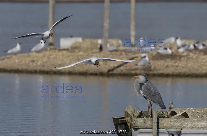 : Grey Heron, Ardea cinerea, on jetty being mobbed : Grey Heron, Ardea cinerea, on jetty being mobbed
