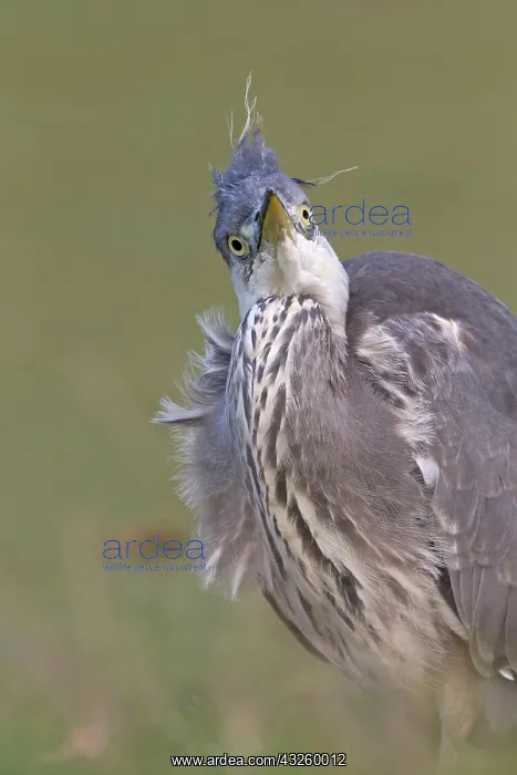 : Grey Heron (Ardea cinerea) juvenile, close up of : Grey Heron (Ardea cinerea) juvenile, close up of