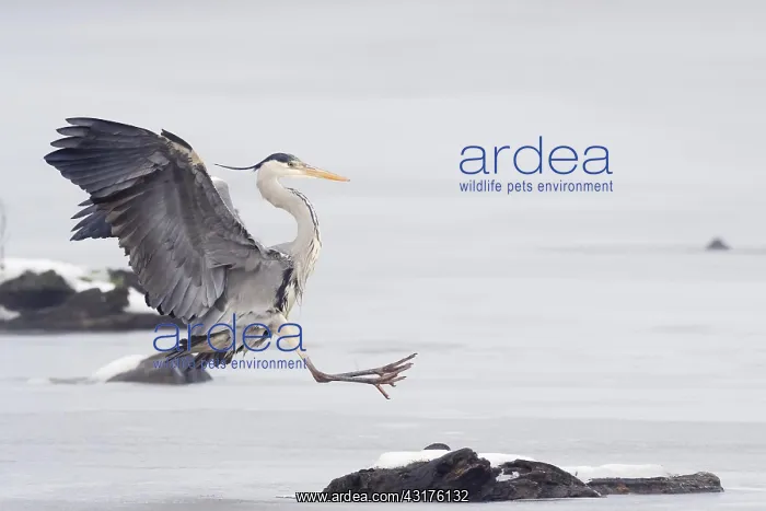 : Grey heron (Ardea cinerea) landing on dead wood : Grey heron (Ardea cinerea) landing on dead wood