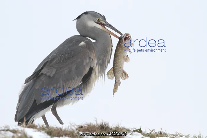 : Grey Heron (Ardea cinerea) with a large Pike (E : Grey Heron (Ardea cinerea) with a large Pike (E