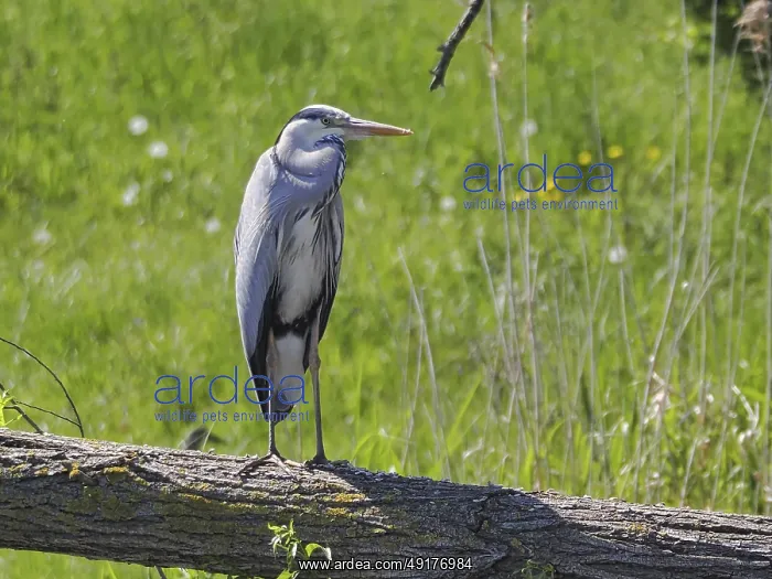  : Grey heron (Ardea cinerea) lurking for prey