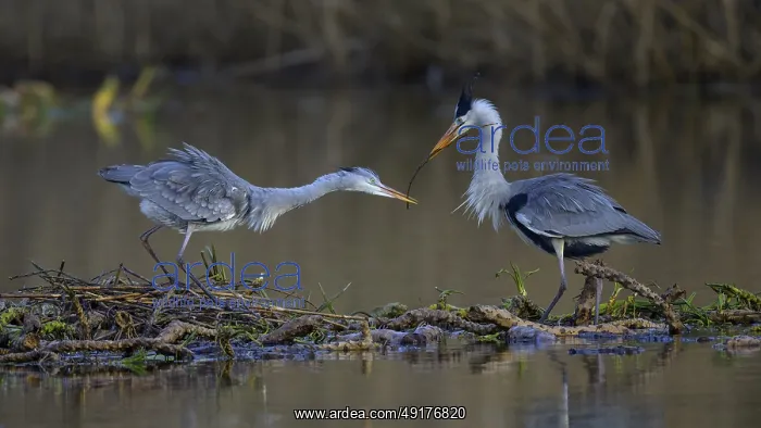 : Grey heron (Ardea cinerea), male giving branch to female for nest building on the floating roots of the water lily : Grey heron (Ardea cinerea), male giving branch to female for nest building on the floating roots of the water lily