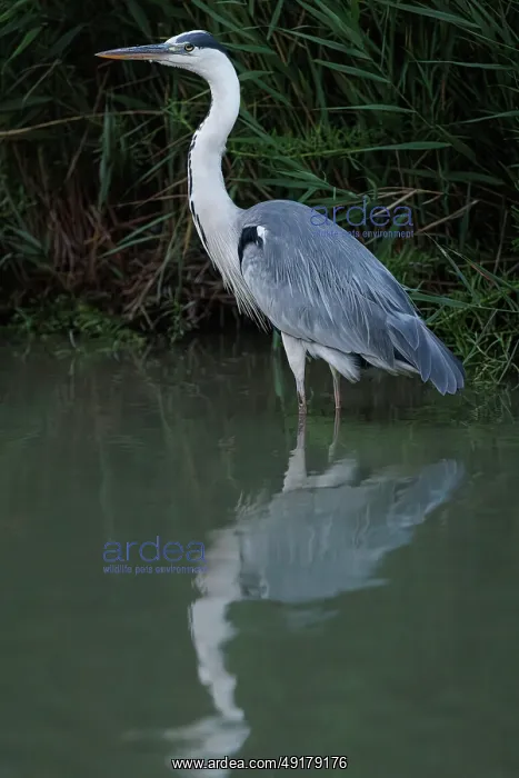 : Grey heron (Ardea cinerea) ~ on marsh ~ Camargue : Grey heron (Ardea cinerea) ~ on marsh ~ Camargue