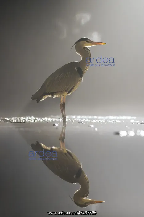  : Grey Heron (Ardea cinerea) at night with visea