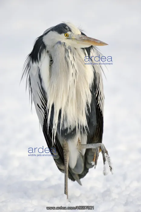 : Grey Heron (Ardea cinerea), North Rhine-Westphalia, Germany : Grey Heron (Ardea cinerea), North Rhine-Westphalia, Germany