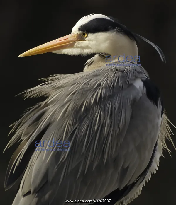 : Grey Heron (Ardea cinerea) portrait, Artis Zoo : Grey Heron (Ardea cinerea) portrait, Artis Zoo