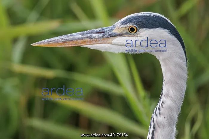: Grey heron (Ardea cinerea) ~ portrait on marsh ~ Camargue : Grey heron (Ardea cinerea) ~ portrait on marsh ~ Camargue