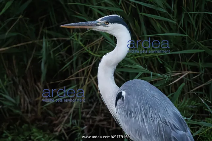 : Grey heron (Ardea cinerea) ~ portrait on marsh ~ Camargue : Grey heron (Ardea cinerea) ~ portrait on marsh ~ Camargue