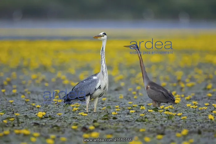 : Grey heron (Ardea cinerea) and purple heron (Ardea purpurea) amidst flowering sea pots (Nymphoides peltata) Hungary : Grey heron (Ardea cinerea) and purple heron (Ardea purpurea) amidst flowering sea pots (Nymphoides peltata) Hungary