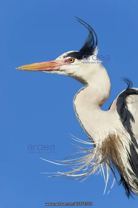 : Grey heron (Ardea cinerea) with ruffled feathers : Grey heron (Ardea cinerea) with ruffled feathers