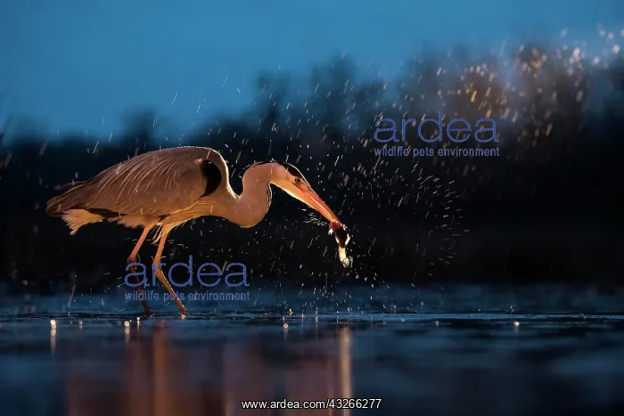 : Grey Heron (Ardea cinerea), searching for food at : Grey Heron (Ardea cinerea), searching for food at