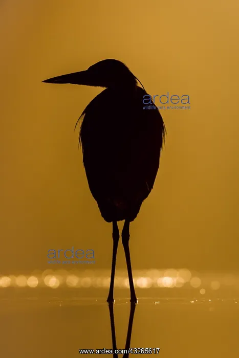 : Grey Heron (Ardea cinerea) in silhouette at ni : Grey Heron (Ardea cinerea) in silhouette at ni