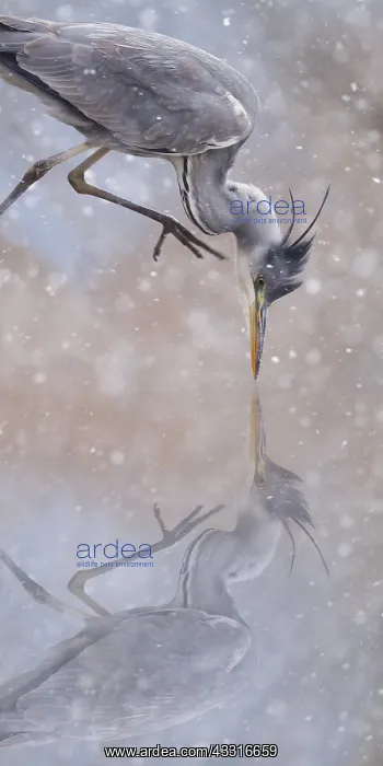  : Grey Heron (Ardea cinerea) in snow, Alsace, France